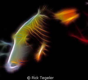 Striped Trigger.... enjoy! by Rick Tegeler 